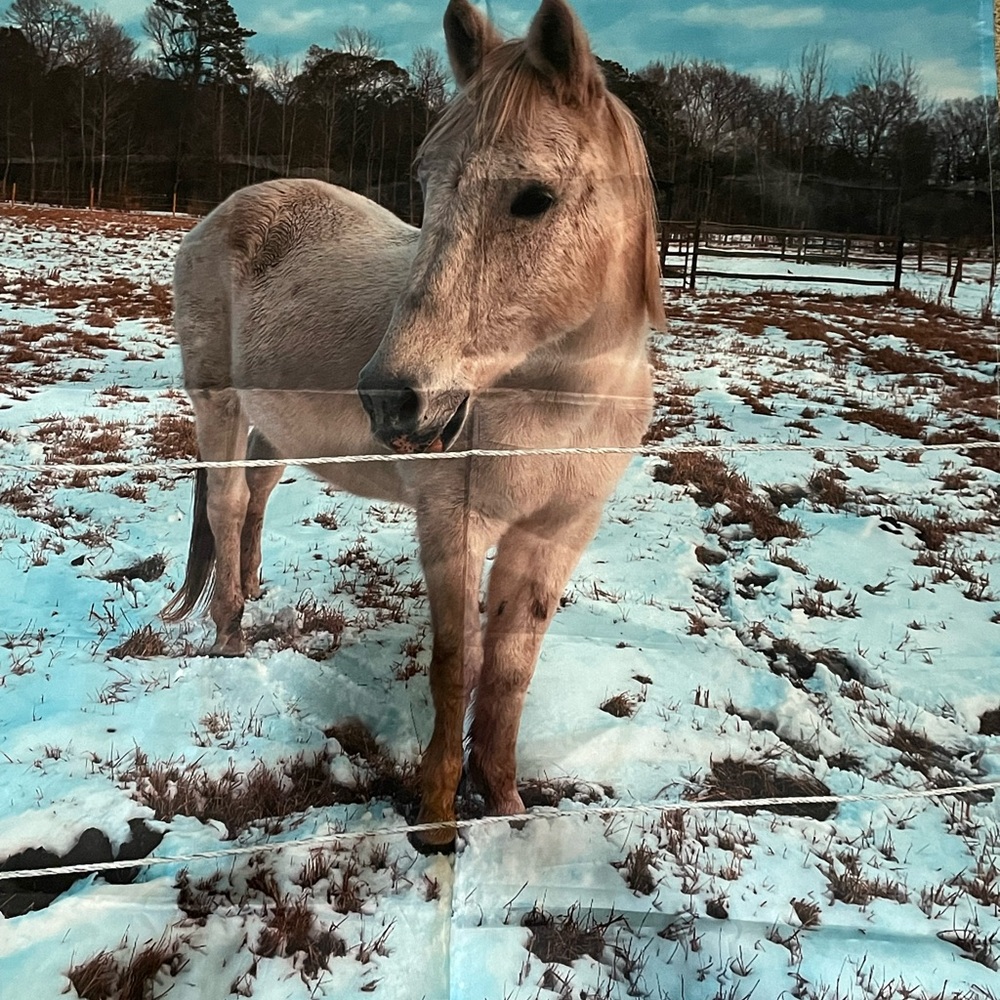 Horse Shower Curtain
